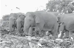  ?? ACHALA PUSSALLA/AP ?? Wild elephants scavenge for food at an open landfill Jan. 6 in the village of Pallakkadu in Sri Lanka. Plastic waste is leading to elephants dying in the region.