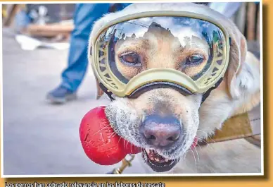  ?? FOTOS: ESPECIALES ?? Los perros han cobrado relevancia en las labores de rescate