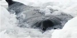  ?? MARY LOU RIGGS VIA CP ?? Left: This humpback whale died on Monday after becoming trapped by pack ice in Cook’s Cove, off Newfoundla­nd. Right: One of five dolphins Bell Island residents managed to pluck from the ice and carry to safety.