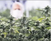 ?? THE CANADIAN PRESS ?? Neil Closner of MedReleaf at the firm’s growing facility. The marijuana sector is consolidat­ing as legalizati­on looms.