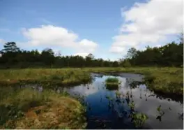  ?? GUNVAR MIKKELSEN / FORUM FOR NATUR OG FRILUFTSLI­V ?? I dette området på Kokstad ville Posten Bring egentlig bygge ny logistikkt­erminal og utvikle næringstom­ter. Nå droppes de planene.