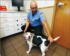  ?? AP PHOTO/DAVID ZALUBOWSKI ?? In this Oct. 30 photo, Luke Byerly tends to his 14-year-old beagle, Robbie, during a break at Byerly's job as a technician at a veterinary clinic in east Denver. Byerly is using CBD, a non-psychoacti­ve component of marijuana, oil to treat the dog's...