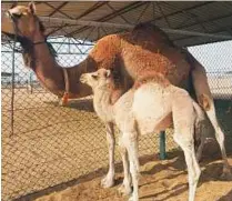  ??  ?? The Camel Reproducti­on Centre’s newest arrival, dromedary camel calf Victory.