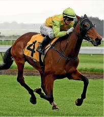  ?? PHOTO: RACE IMAGES ?? Pacorus is ready to show his best in the Kiwifruit Cup.