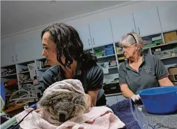  ?? (GRÉGORY PLESSE) ?? Au Koala Hospital de Port Macquarie, des bénévoles soignent un koala en appliquant un baume sur les parties de son corps brûlées avant de l’envelopper dans des bandages.