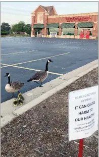  ??  ?? A Canada goose nested in the Walgreens parking lot on Salem Road in Conway and hatched three ducklings on Mother’s Day. Employee Spencer Hamilton, photo tech, gave the geese food twice a day and erected a sign asking people not to feed them bread. Kate...