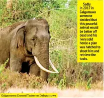  ??  ?? Galgamuwa Crossed Tusker or Dalaputtuw­a
Sadly in 2017 in Galgamuwa someone decided that this peaceful animal would be better off dead and his ivory sold hence a plan was hatched to shoot him and retrieve the tusks.