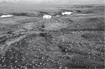  ?? [U.S. FISH AND WILDLIFE SERVICE VIA AP] ?? This aerial photo provided by U.S. Fish and Wildlife Service shows a herd of caribou on the Arctic National Wildlife Refuge in northeast Alaska. Petroleum drilling in Alaska’s Arctic National Wildlife Refuge was not a considerat­ion under President...