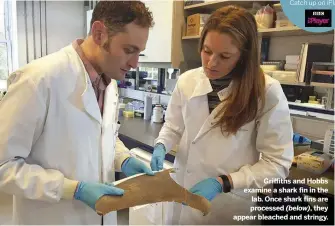  ??  ?? Griffiths and Hobbs examine a shark fin in the lab. Once shark fins are processed (below), they appear bleached and stringy.