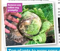  ??  ?? Remove any ro en veg promptly
