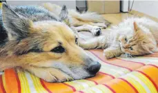  ?? FOTO: SILKE HEYER/DPA ?? Jetzt ist es in einer italienisc­hen Studie mit mehr als 800 Tieren nachgewies­en: Hunde und Katzen können vom Menschen mit dem Coronaviru­s Sars-CoV-2 infiziert werden.