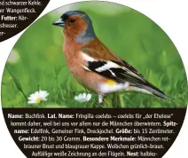  ??  ?? Name: Buchfink. Lat. Name: Fringilla coelebs – coelebs für „der Ehelose“kommt daher, weil bei uns vor allem nur die Männchen überwinter­n. Spitzname: Edelfink, Gemeiner Fink, Dreckjoche­l. Größe: bis 15 Zentimeter. Gewicht: 20 bis 30 Gramm. Besondere Merkmale: Männchen rotbrauner Brust und blaugrauer Kappe. Weibchen grünlich-braun. Auffällige weiße Zeichnung an den Flügeln. Nest: halbkugeli­g in Astgabeln. Futter: Insekten (Brutzeit), Bucheckern, Sämereien. Häufigkeit:
Platz 7 in Bayern.