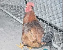  ?? DIANE CROCKER/THE WESTERN STAR ?? The N.L. West SPCA is looking for a new home for this rooster. The rooster was turned over to the SPCA in Corner Brook on Monday.