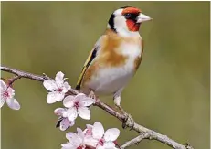  ??  ?? The goldfinch is now the 8th most commonly seen garden bird