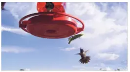  ??  ?? A praying mantis attacks a hummingbir­d at a feeder in Colorado’s Mancos Valley. A cadre of researcher­s are discoverin­g a range of skills and predilecti­ons that make mantises seem like aspiring vertebrate­s.