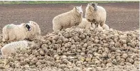  ?? Ron Stephen. ?? Sheep on turnips near Eassie.