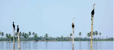  ?? Ashraf Padanna ?? ↑
A scenic view of backwaters seen in the state of Kerala.