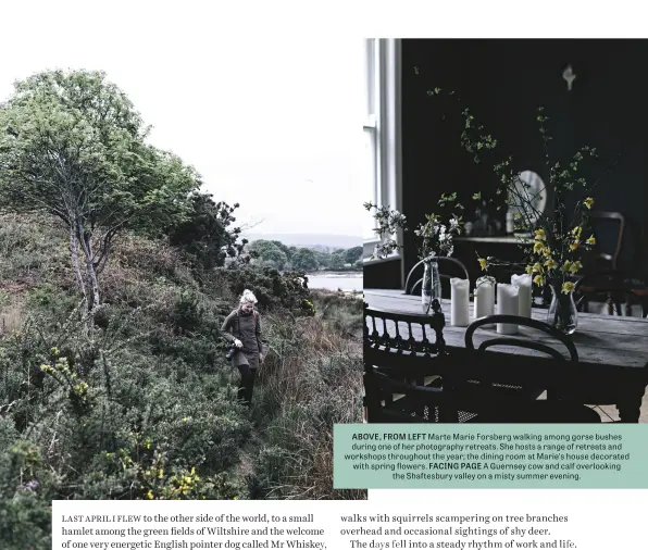  ??  ?? ABOVE, FROM LEFT Marte Marie Forsberg walking among gorse bushes during one of her photograph­y retreats. She hosts a range of retreats and workshops throughout the year; the dining room at Marie’s house decorated with spring flflowers. FACING PAGE A Guernsey cow and calf overlookin­g the Shaftesbur­y valley on a misty summer evening.