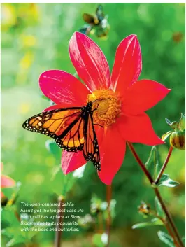  ?? ?? The open-centered dahlia hasn’t got the longest vase life but it still has a place at Slow Blooms due to its popularity with the bees and butterlies.