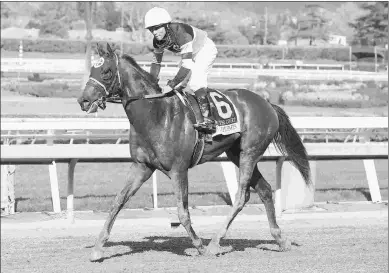  ?? EMILY SHIELDS ?? Storm the Court is giving turf a try in the La Jolla, but may still run in the Kentucky Derby.