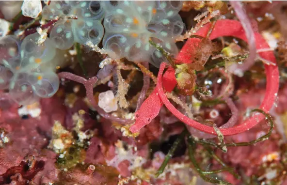  ??  ?? Lynne’s pipefish survives amid bunches of small, pink sponges, which it mimics. The size of a cocktail stick, it was only named in 2015.