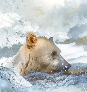  ??  ?? For Bruce, the anticipati­on and excitement of spotting and photograph­ing spirit bears in the GBRF will never diminish.