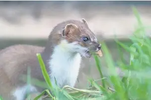  ??  ?? ●● Stoats are brilliant hunters