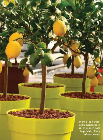  ??  ?? Plant 2- to 3-yearold lemon trees in 12- to 14-inch pots to provide plenty of root room.