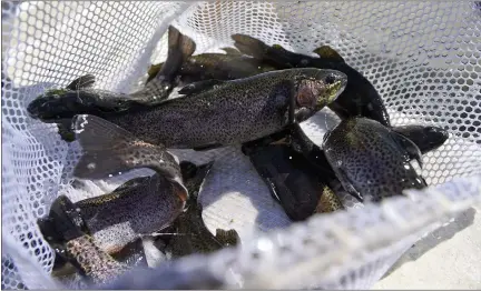  ?? BEN HASTY — READING EAGLE ?? Hatchery trout are ready to be stocked in Wyomissing Creek in Cumru Township in February. Anglers are being asked to share photos of their catches of wild brown and brook trout to help Penn State researcher­s evaluate color and pattern variations of the fish.