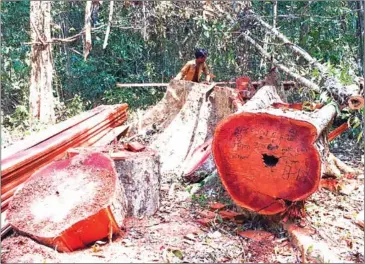  ?? PREY LANG COMMUNITY NETWORK ?? The report says 41 per cent of stumps recorded in the Prey Lang Wildlife Sanctuary between September 1, 2017 and May 31 this year were the result of illegal logging.