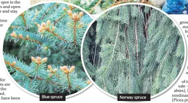  ??  ?? Blue spruce Norway spruce