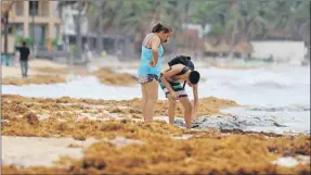  ??  ?? Personas recogen el sargazo que recaló en una zona de Playa del Carmen. Hoy se buscará una solución