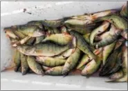  ?? SUBMITTED ?? Perch fishing harvest rates have spiked recently, thanks to the three-way agreement reached last year between ODNR and sport and commercial fishermen.