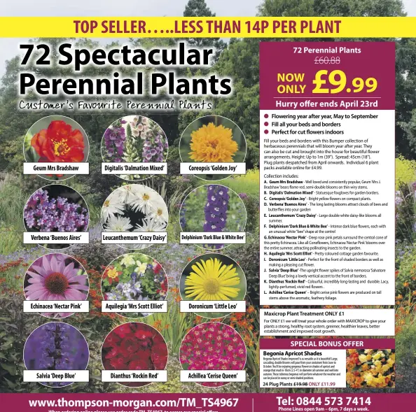  ?? ?? Verbena ‘Buenos Aires’ Echinacea ‘Nectar Pink’ Salvia ‘Deep Blue’ Dianthus ‘Rockin Red’ Achillea ‘Cerise Queen’ Doronicum ‘Little Leo’ Aquilegia ‘Mrs Scott Elliot’ Geum Mrs Bradshaw Leucanthem­um ‘Crazy Daisy’ Digitalis ‘Dalmation Mixed’ Coreopsis ‘Golden Joy’ Delphinium ‘Dark Blue & White Bee’