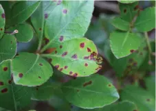  ?? (Photo by MSU Extension/Gary Bachman) ?? Indian hawthorn’s only real problem is its susceptibi­lity to Entomospor­ium leaf spot. Preventive fungicide sprays in the spring and fall can help.