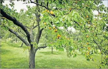  ??  ?? TAKE YOUR PICK: Chances are an apricot tree in your backyard added to a happy childhood