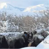  ?? COURTESY OF VERNA BILLEDEAUX ?? Cattle seek shelter in the brush outside Heart Butte, Mont., where over 4 feet of snow fell.