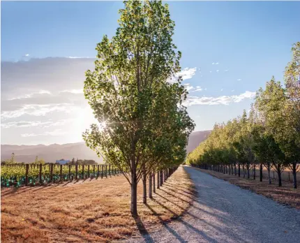  ??  ?? FROM TOP: Hardy Veronese poplars line the driveway into the vineyard; the first (and for years the only) piece of furniture at the property was this picnic table which overlooks the delta, a fine spot for neighbours Nikki and Robin to join Annika and...