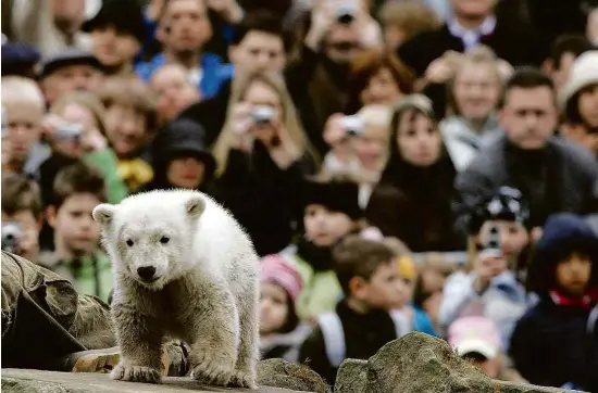  ??  ?? O urso polar Knut, que ficou famoso no mundo todo, no zoológico de Berlim em 2007