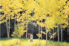  ?? COURTESY OF CRAIG VARJABEDIA­N ?? “Photograph­ing in the Aspens, Autumn, New Mexico,” 1998, by Cindy Lane.