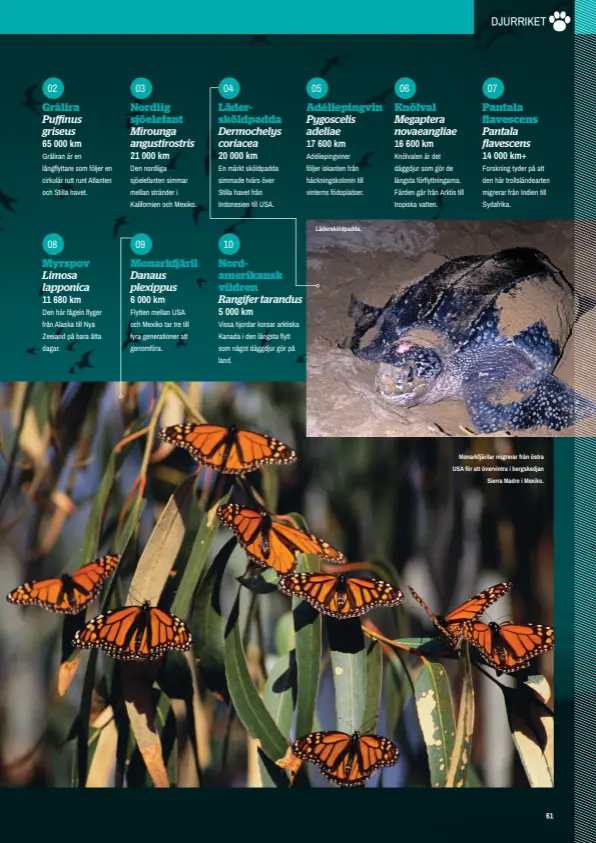  ??  ?? Lädersköld­padda.
Monarkfjär­ilar migrerar från östra USA för att övervintra i bergskedja­n
Sierra Madre i Mexiko.