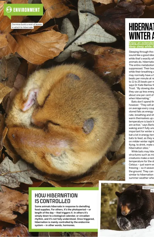  ?? ?? Dormice build a nest of leaves in which to hibernate