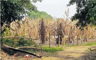  ?? CORTESíA ?? Así permanecen las plantacion­es de banano en La Guajira en la que se confirmó la presencia del hongo.