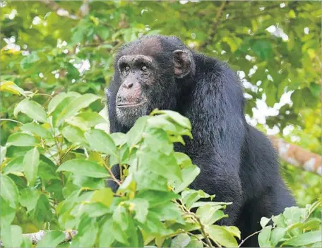  ?? Issouf Sanogo AFP/Getty Images ?? RESEARCH reveals that humans and chimpanzee­s may share a very special ability, one that may shed light on the origins of language.