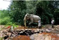  ?? AFP ?? A female mahout and her husband walk with their tamed elephant across a waterway in a village near Colombo. —