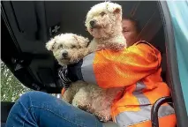  ??  ?? Fulton Hogan roadworker Tania Ferris found two bichon frise-cross dogs wandering around on State Highway 6 on Tuesday.