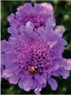  ??  ?? BELOW: Scabiosa is among the many colourful flowers that attract the insects that prey on garden pests.