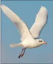  ??  ?? Med gull underwing in non breeding plumage.