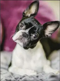  ?? SHUTTERSTO­CK ?? Pooch like this Boston terrier was beaten to death, allegedly by a Queens man now facing charges.