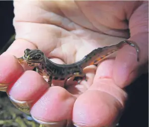  ??  ?? One of the rare smooth newts discovered at Loch of Kinnordy.